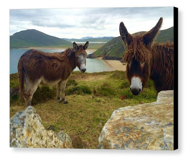 Happy pair of Donkeys Canvas print
